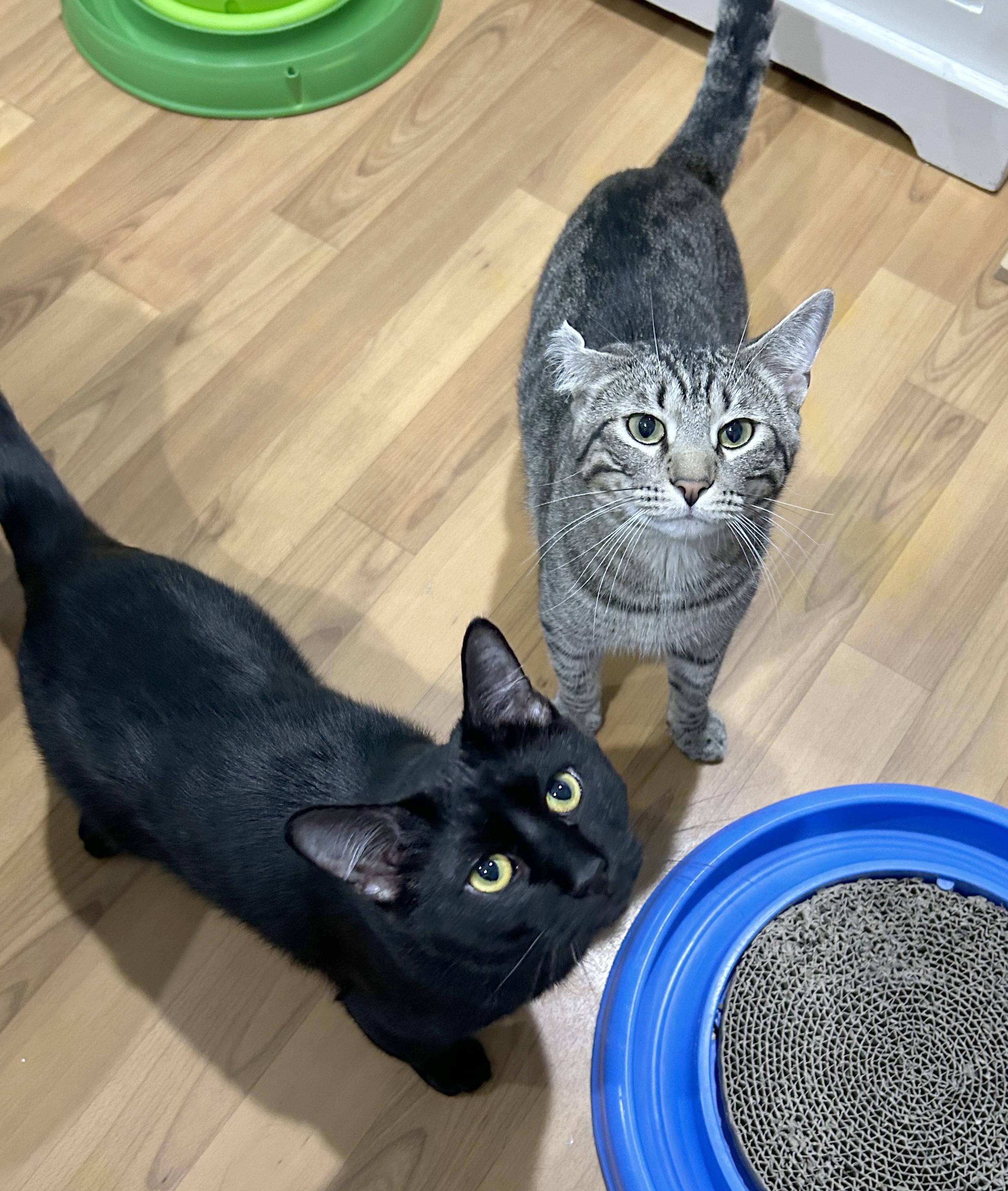 Boq & Fiyero, Young Male Domestic Short Hair