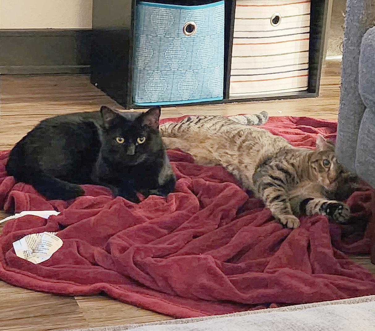 Enlarge Boq & Fiyero, a Adoptable Domestic Short Hair in Parkville, MO image 3/6