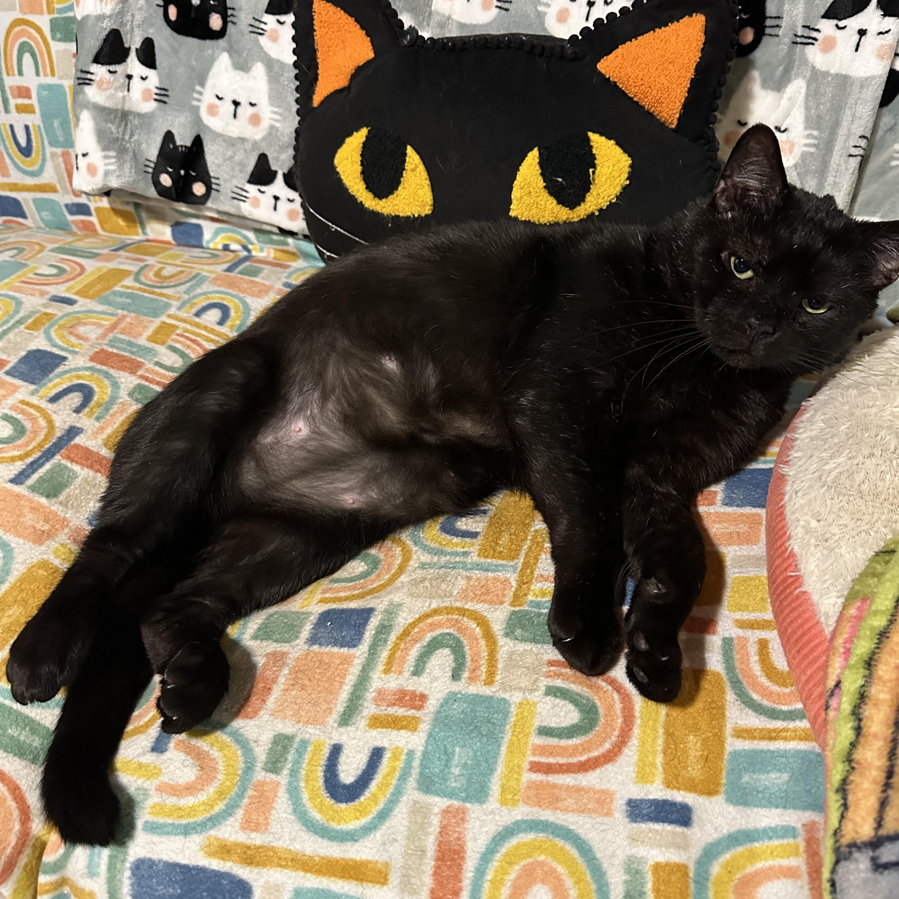 Reggie, Adoptable, Adult Male Domestic Short Hair.