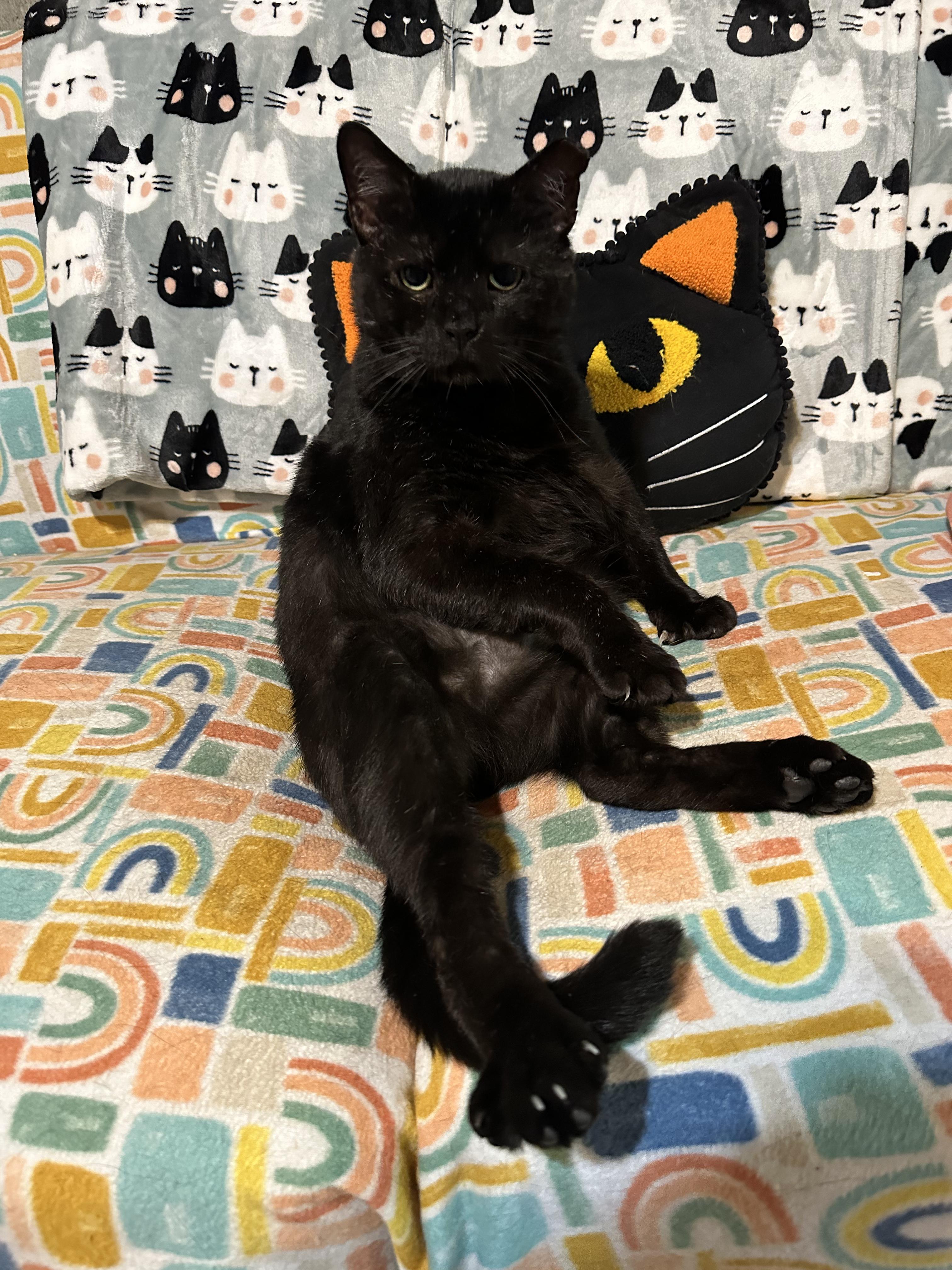 Reggie, a Adoptable mixed breed in Scranton, PA image 3/3