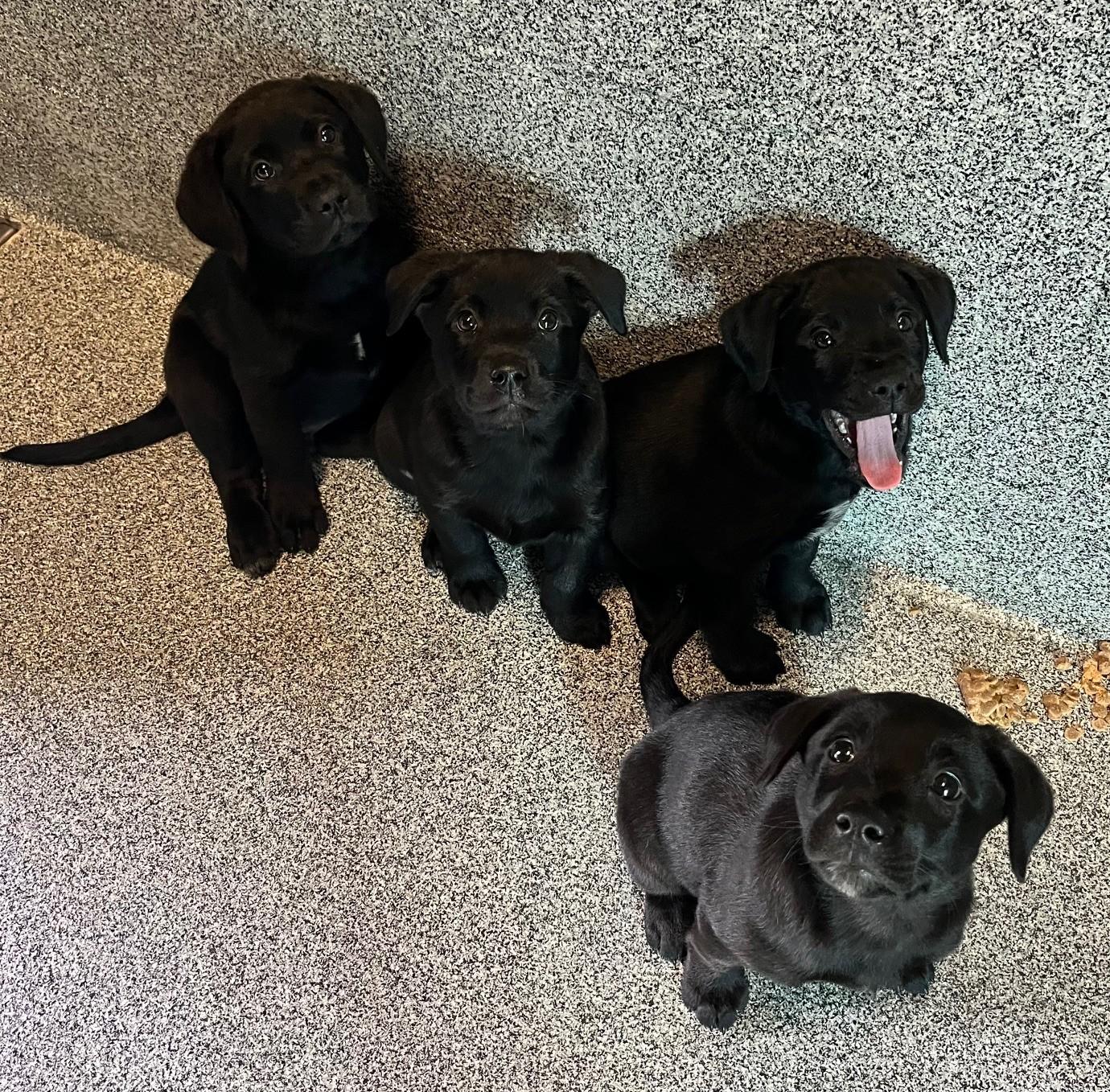 Blue Heeler/Lab Puppies, Baby Male unknown