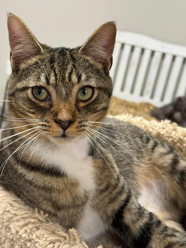 Enlarge Zypher, a Adoptable mixed breed in Dalton, GA image 1/6