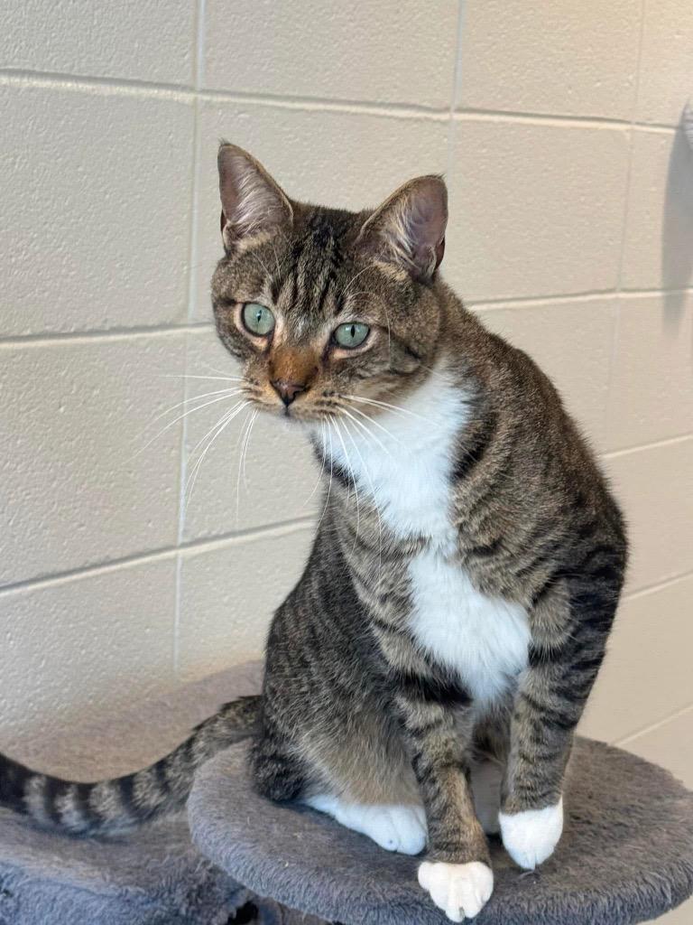 Enlarge Zypher, a Adoptable mixed breed in Dalton, GA image 5/6