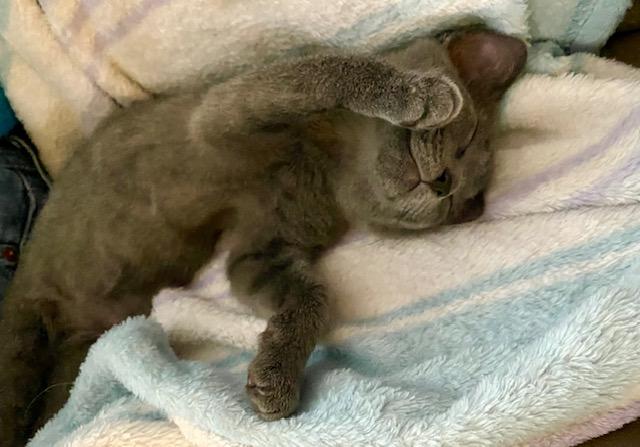 Enlarge Sugar, an adopted Domestic Short Hair in Chino valley, AZ image 2/4