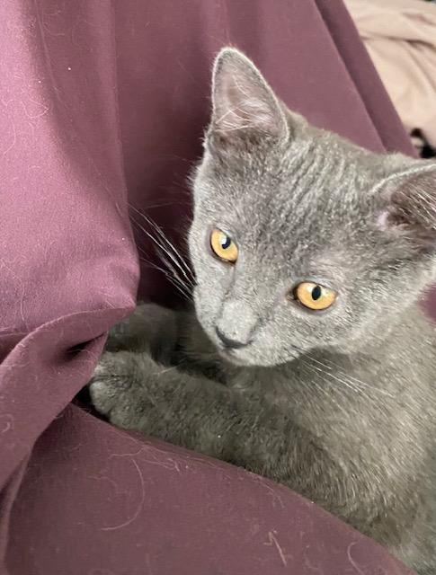 Sugar, adopted, Kitten Female Domestic Short Hair.