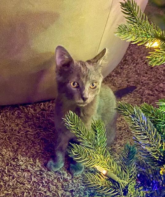 Enlarge Sugar, an adopted Domestic Short Hair in Chino valley, AZ image 4/4