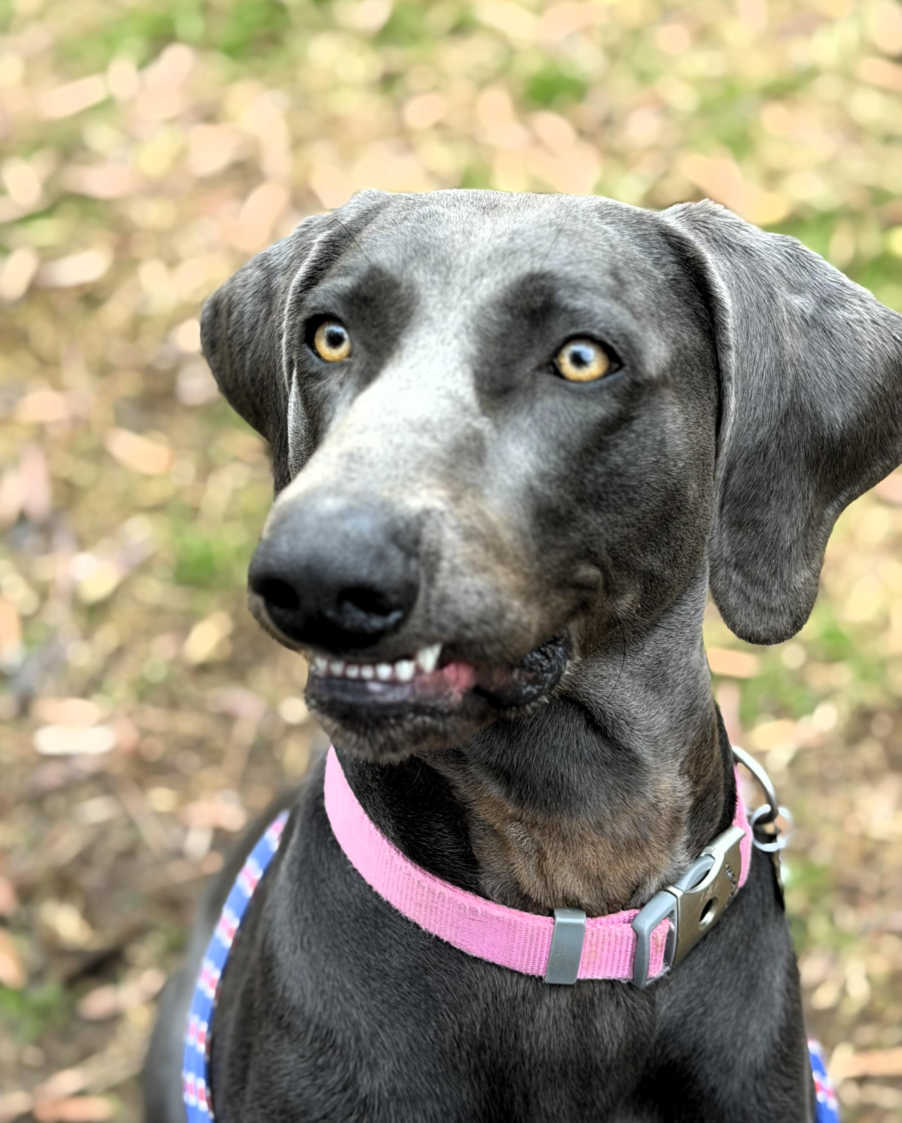 Carter, ADOPTABLE, Young Male Weimaraner.