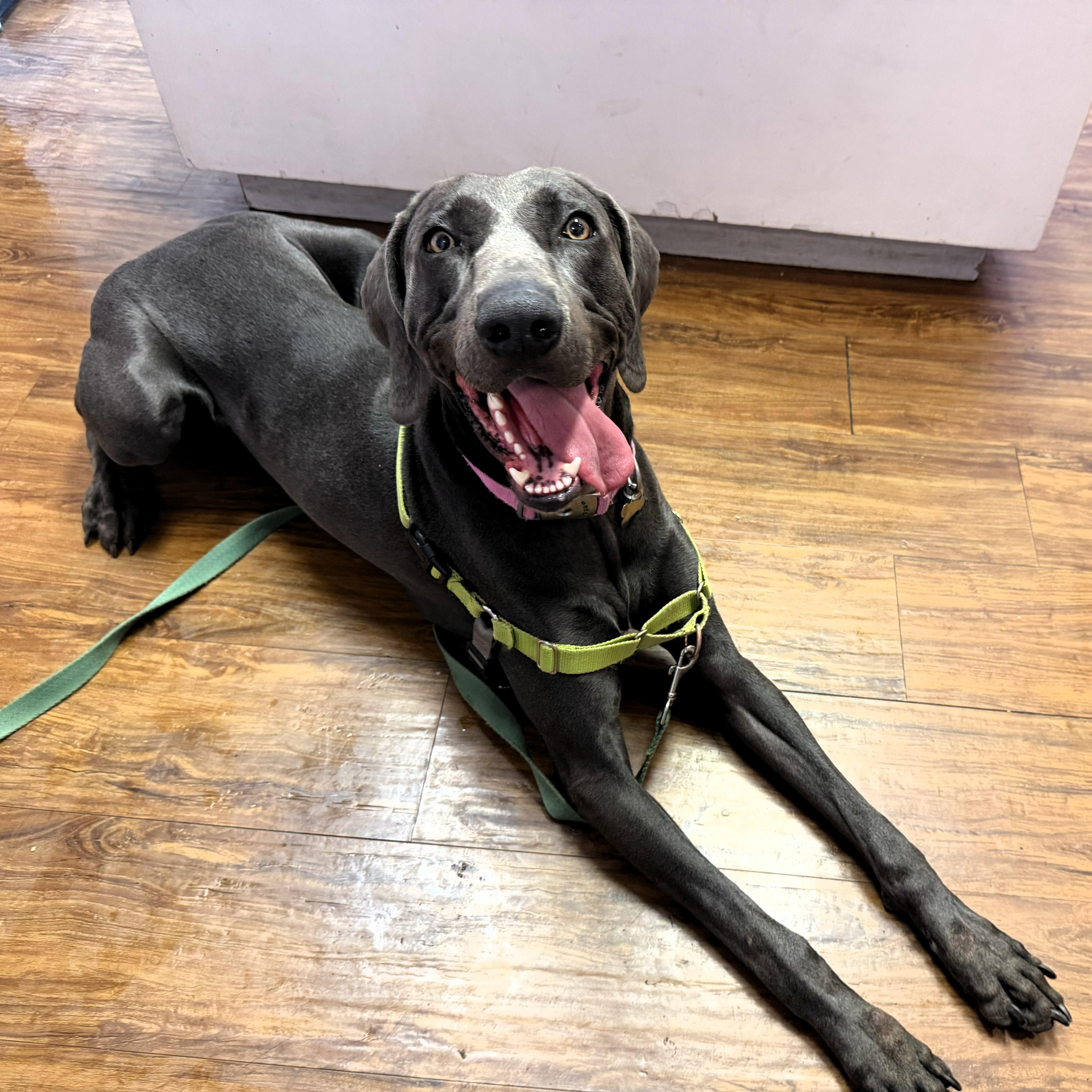 Carter, a ADOPTABLE Weimaraner in Birmingham, AL image 2/2