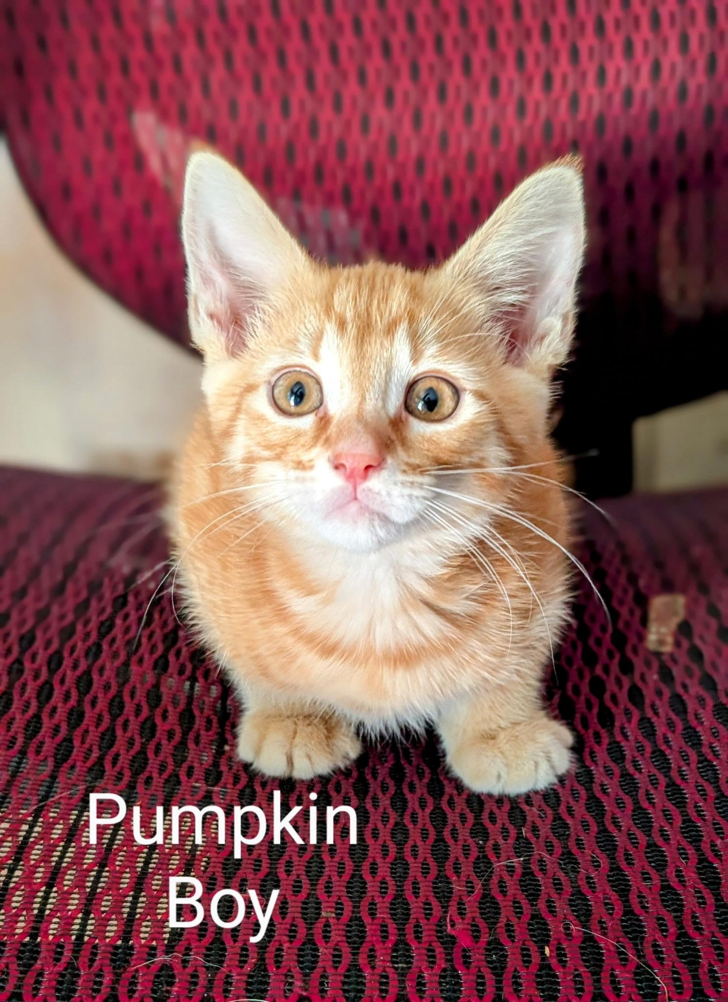 Pumpkin