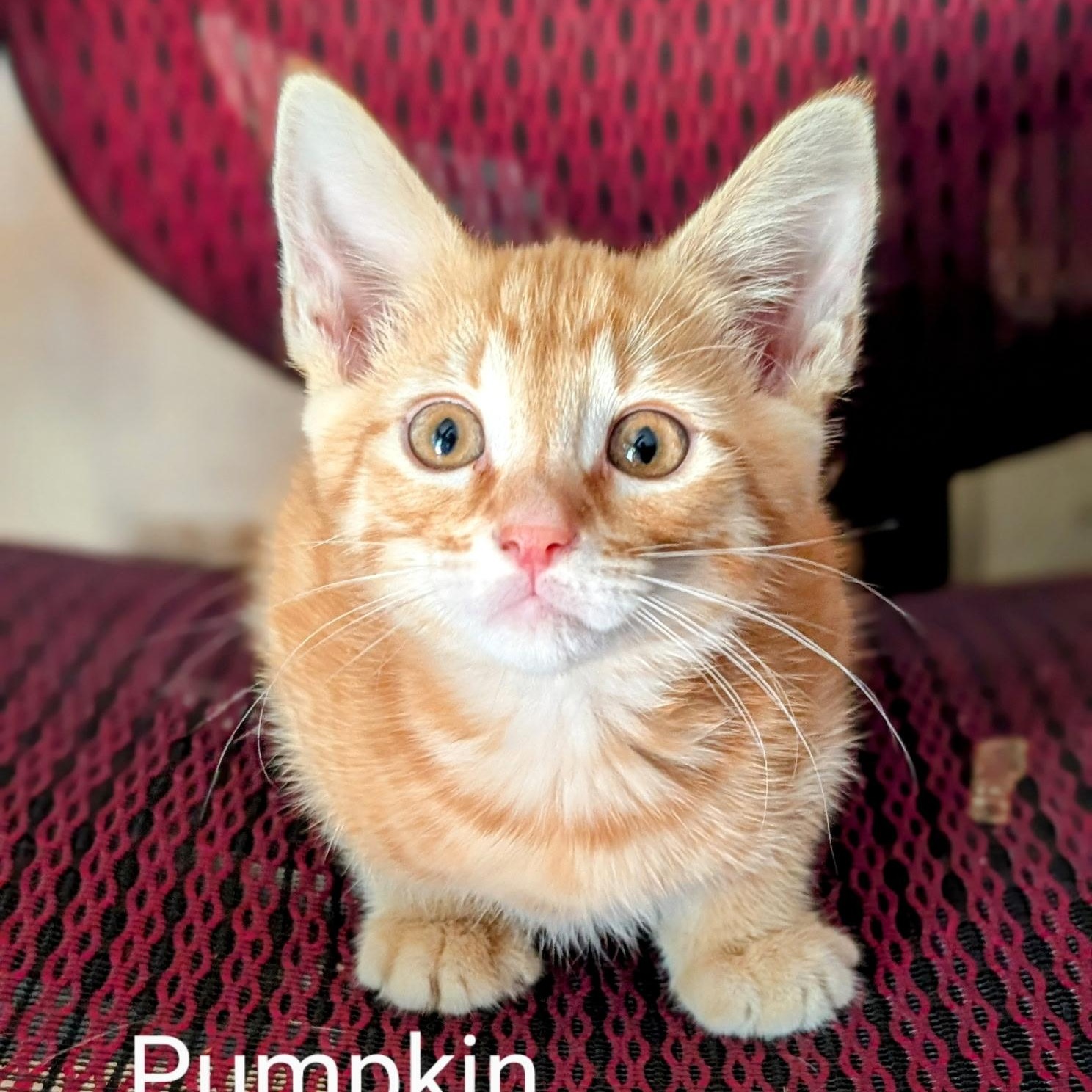 Pumpkin