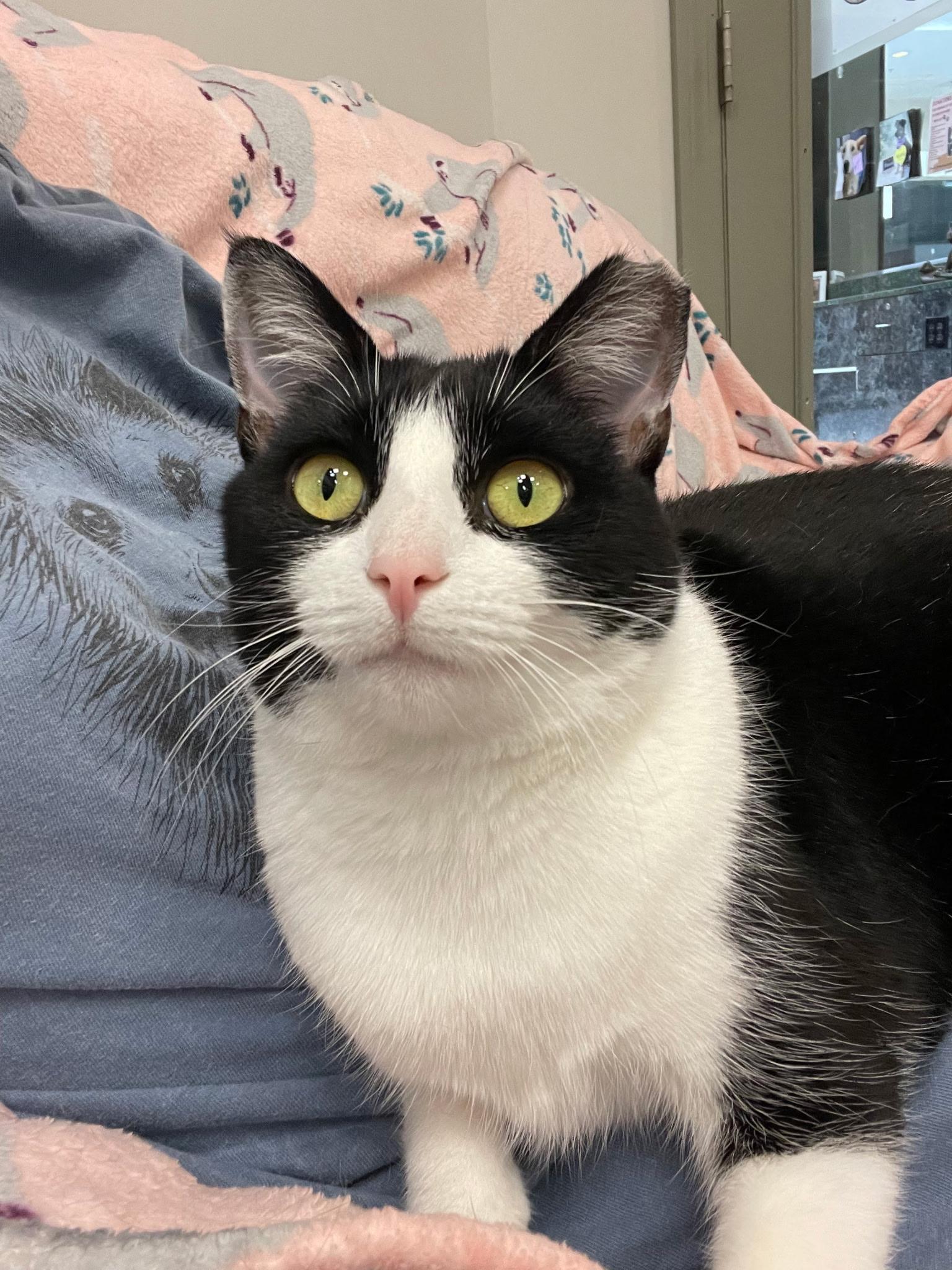 Diva, an adopted Domestic Short Hair in Plymouth, MA image 2/5