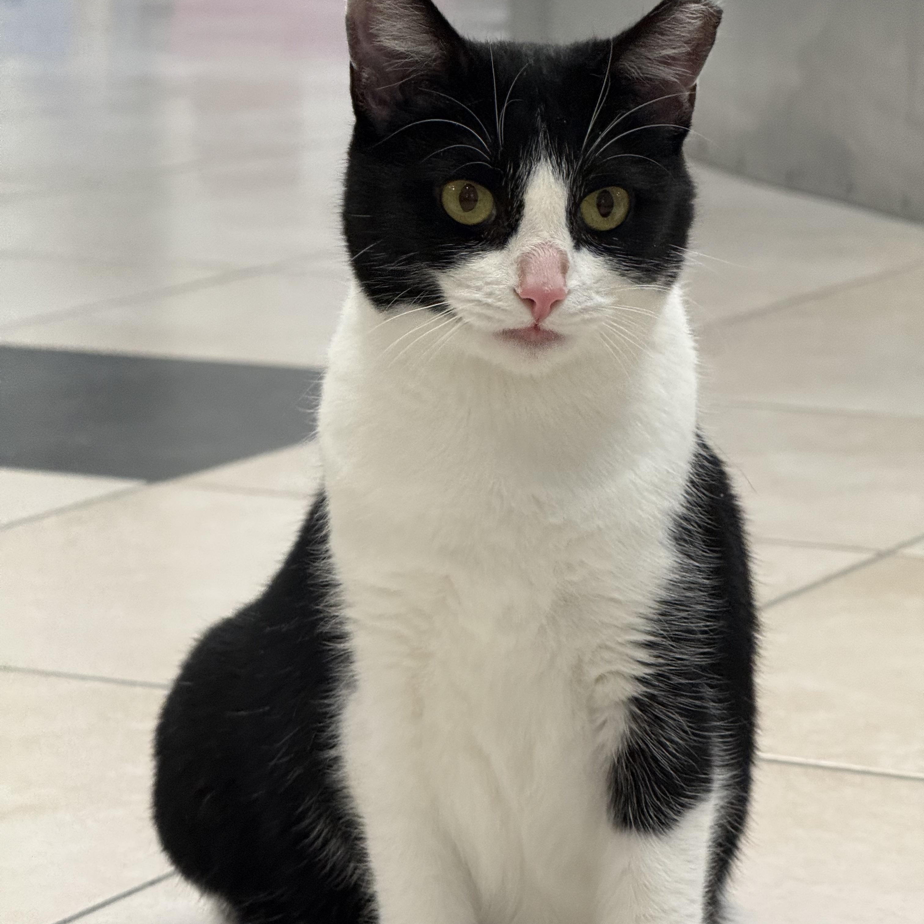 Diva, a ADOPTABLE Domestic Short Hair in Plymouth, MA image 2/3