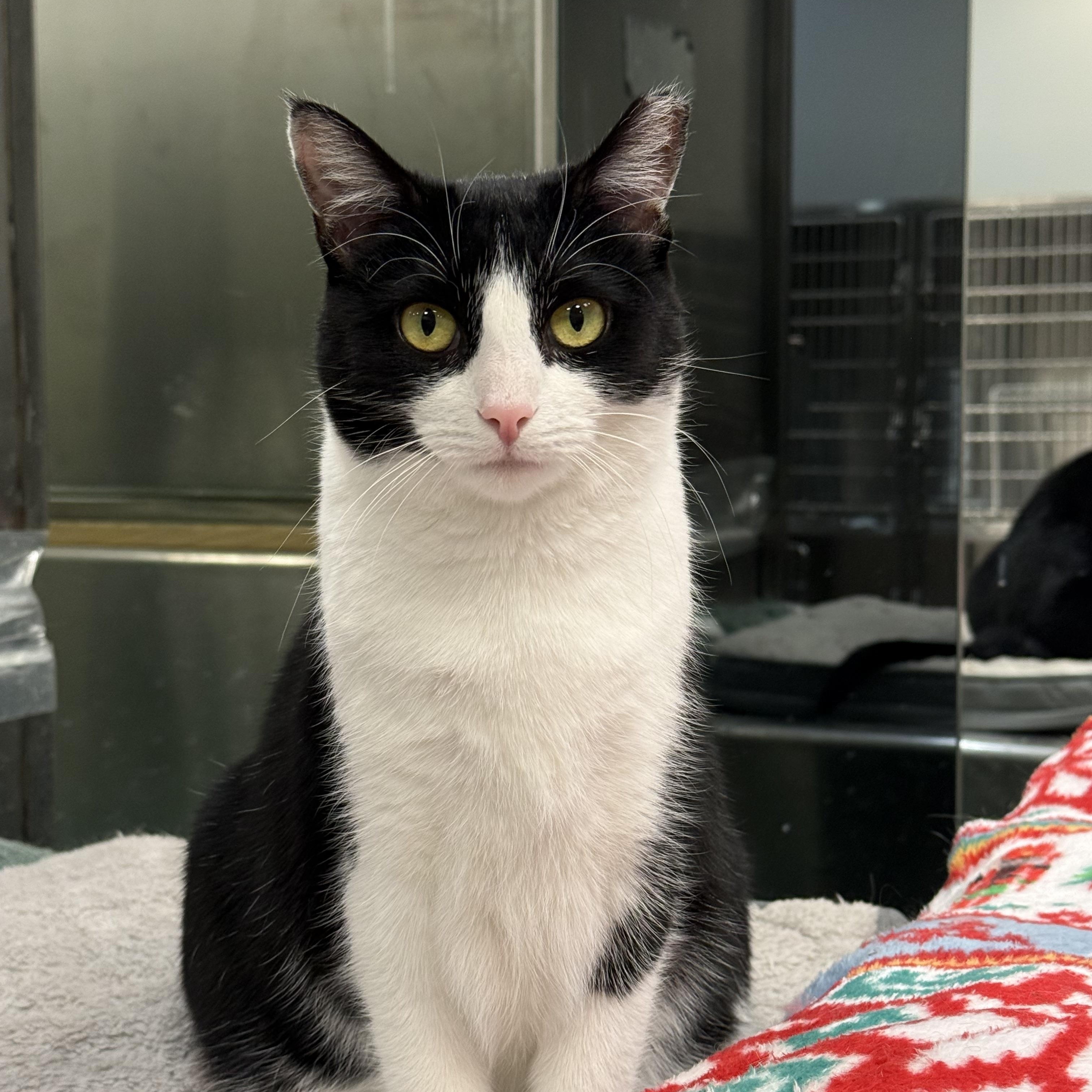Diva, ADOPTABLE, Adult Female Domestic Short Hair.