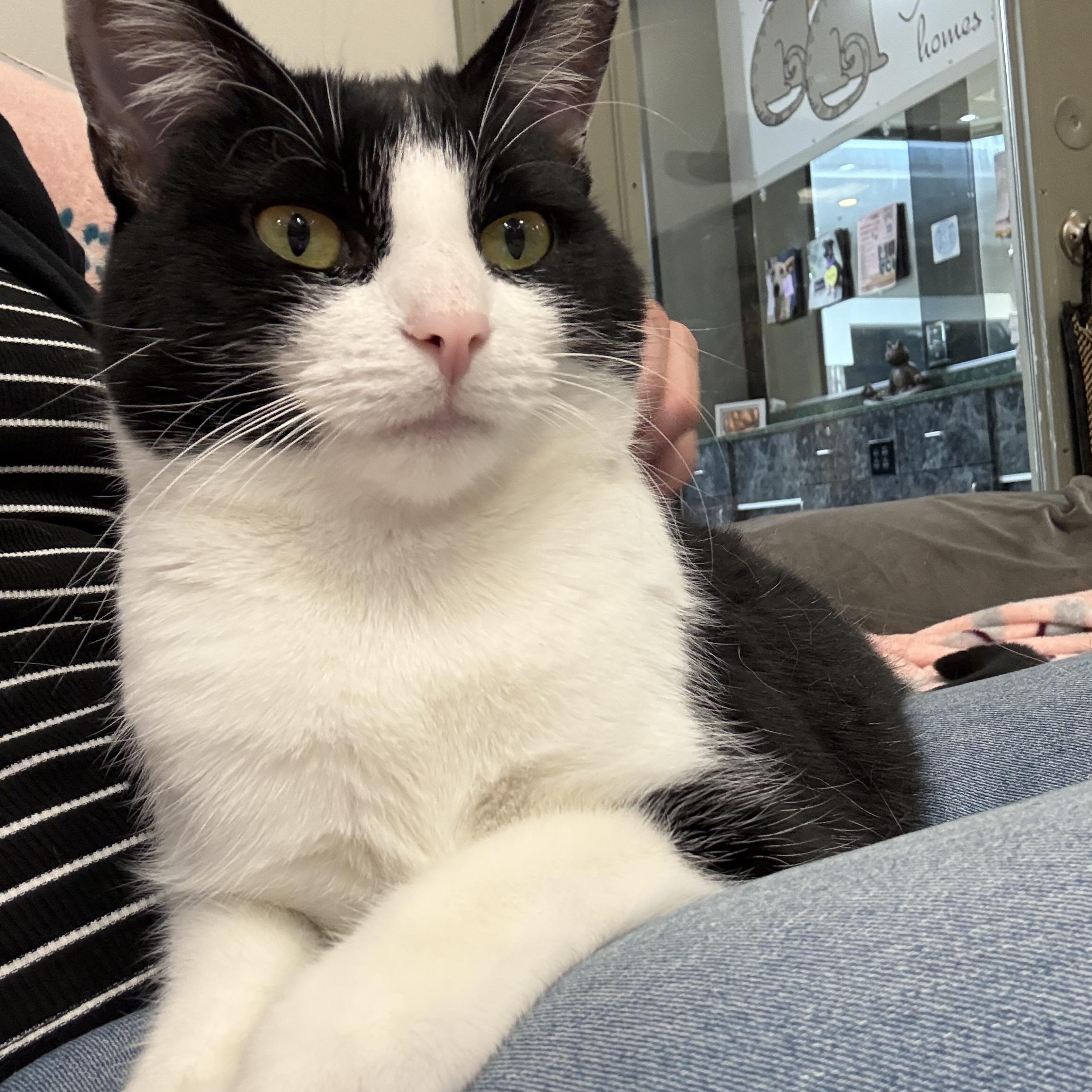 Diva, an adopted Domestic Short Hair in Plymouth, MA image 1/5
