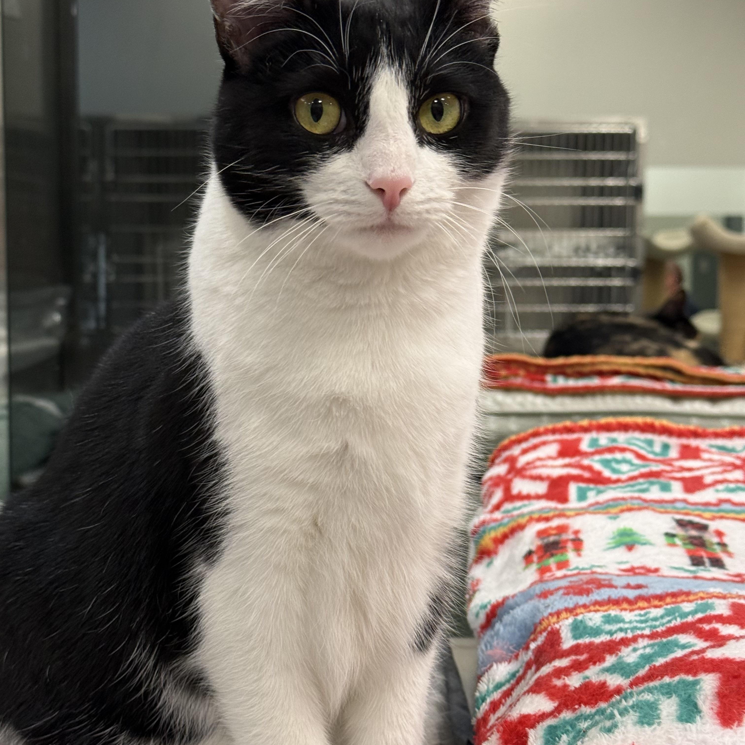 Diva, a ADOPTABLE Domestic Short Hair in Plymouth, MA image 3/3