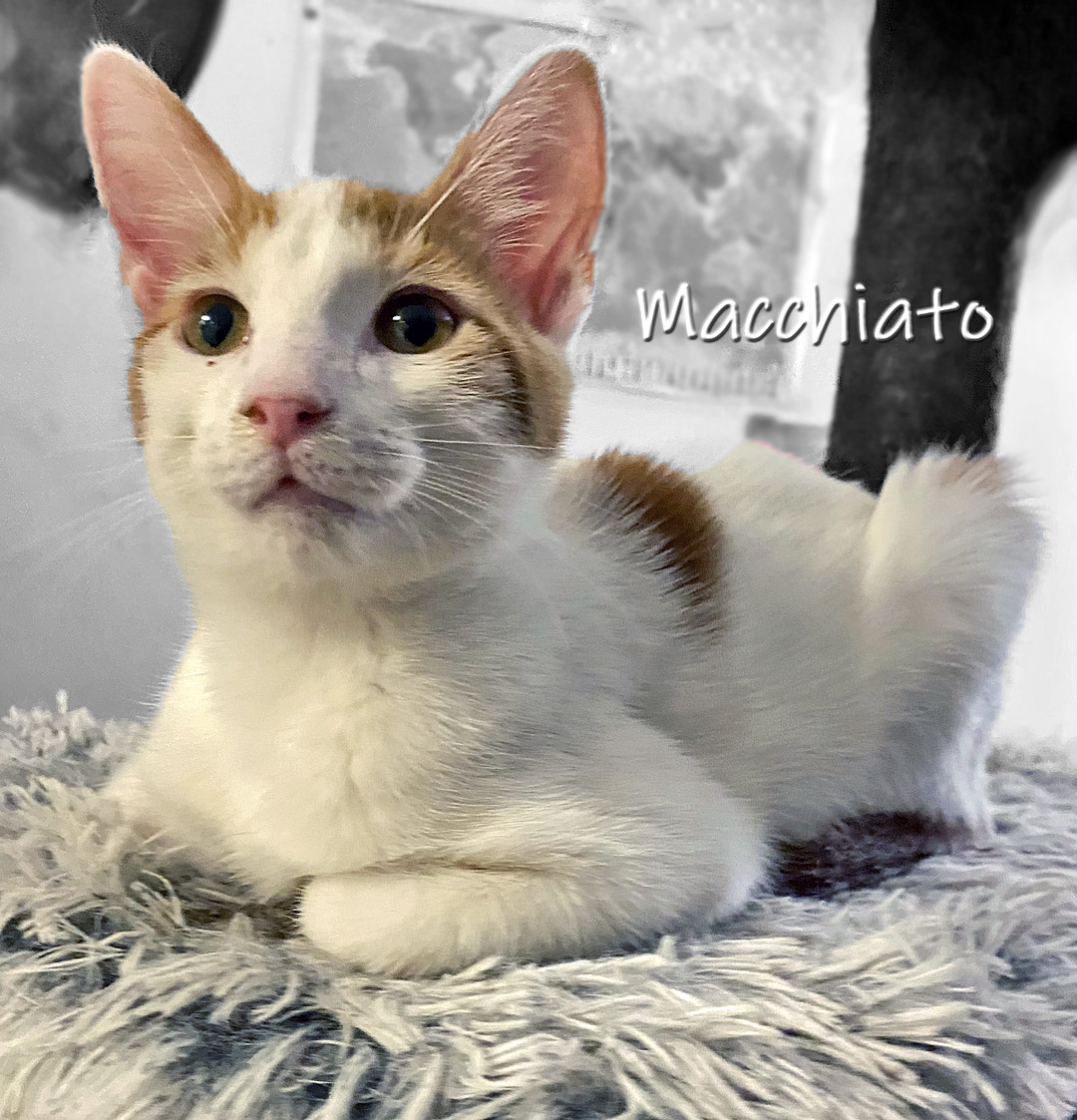 Macchiato 2
