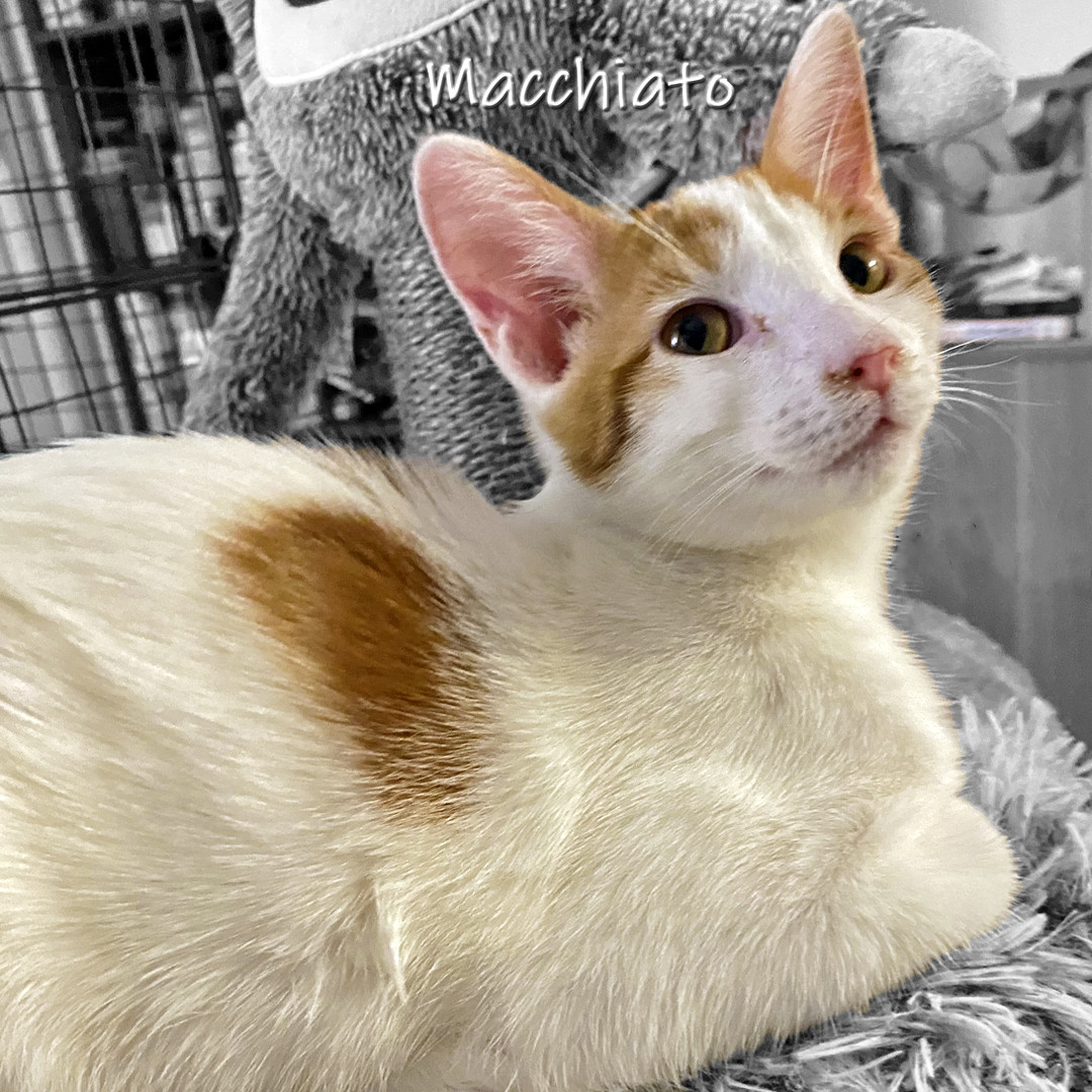 Macchiato