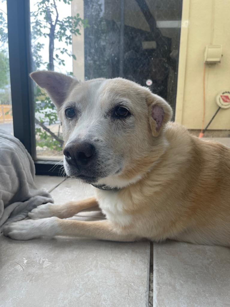 Bodhi, Adoptable, Senior Male Cattle Dog.