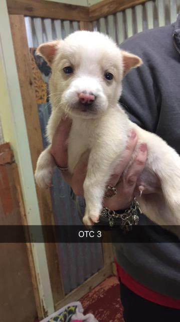 Enlarge Bodhi, a Adoptable mixed breed in Fort Worth, TX image 2/2