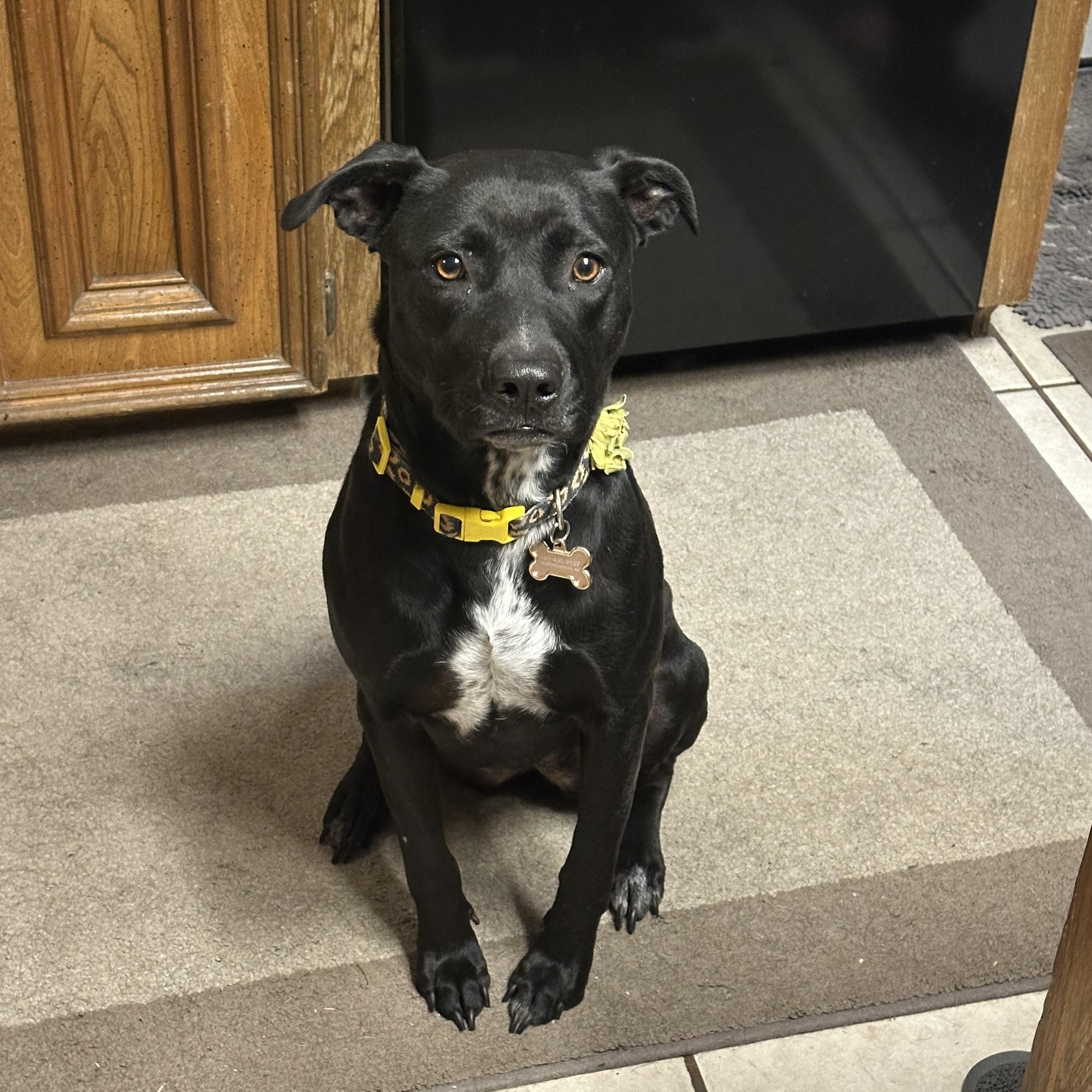 Enlarge Princess Leia, a Adoptable mixed breed in Austin, TX image 4/4