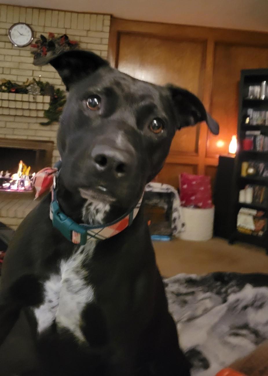 Enlarge Princess Leia, a Adoptable mixed breed in Austin, TX image 3/4