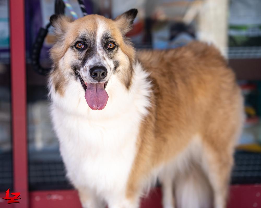 Nyra, a Adoptable mixed breed in Pleasant Hill, CA image 1/6