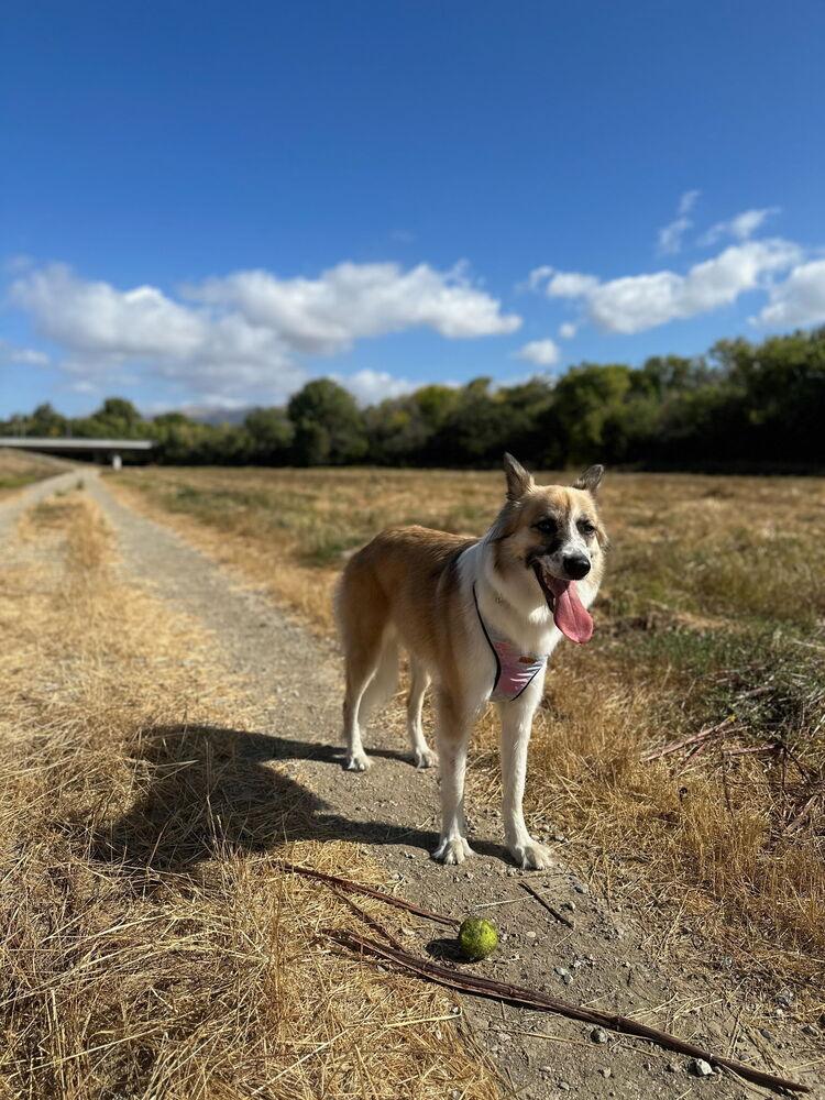 Enlarge Nyra, a Adoptable mixed breed in Pleasant Hill, CA image 1/5