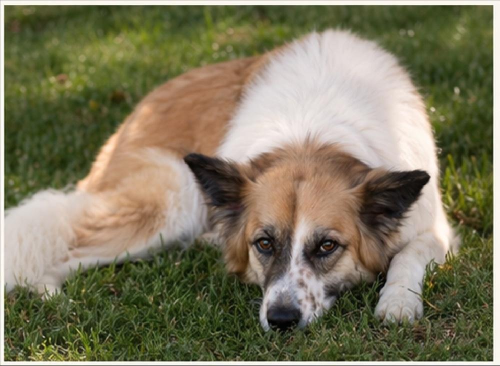 Nyra, Adoptable, Adult Female German Shepherd Dog & Great Pyrenees.