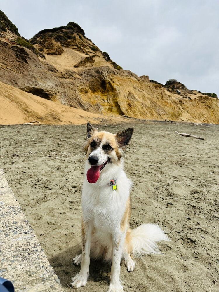 Enlarge Nyra, a Adoptable mixed breed in Pleasant Hill, CA image 2/5