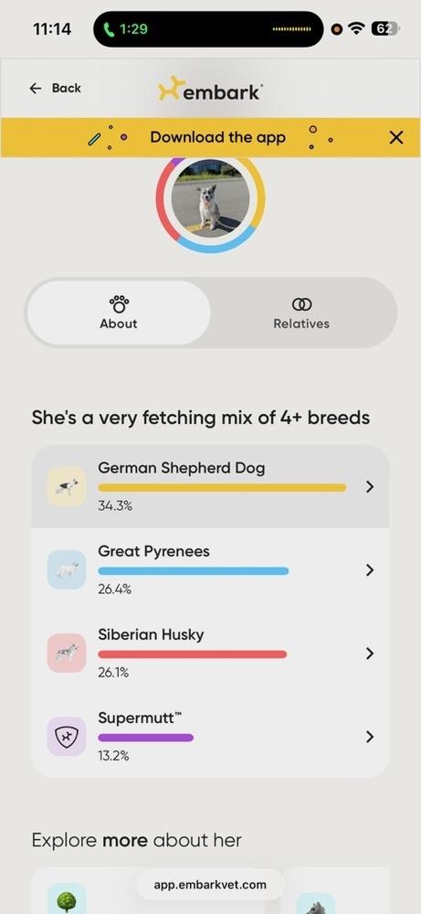 Enlarge Nyra, a Adoptable mixed breed in Pleasant Hill, CA image 3/5