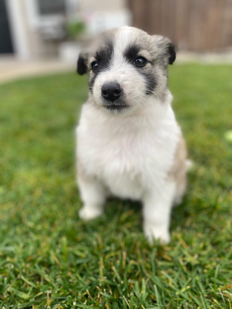 Enlarge Nyra, a Adoptable mixed breed in Pleasant Hill, CA image 4/5