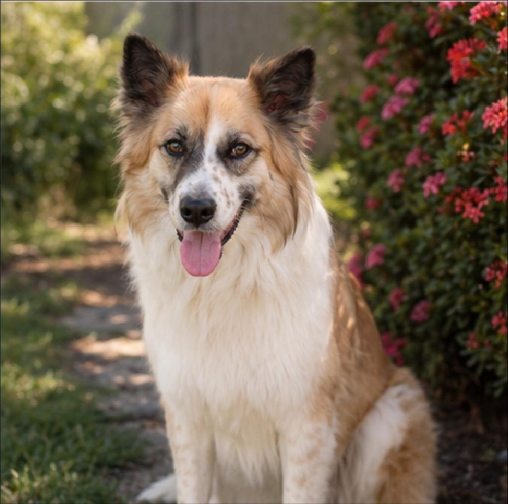 Enlarge Nyra, a Adoptable mixed breed in Pleasant Hill, CA image 6/6