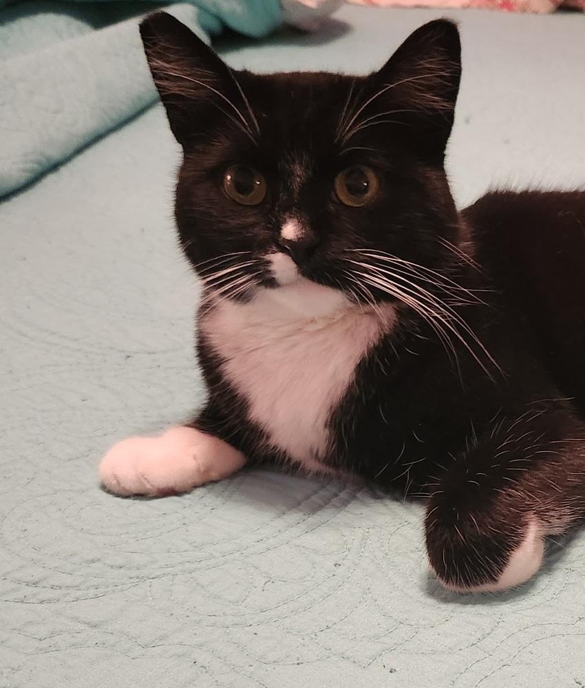 Lil Mama, Adoptable, Adult Female Domestic Short Hair.