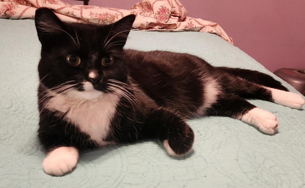 Enlarge Lil Mama, a Adoptable mixed breed in Calimesa, CA image 2/3