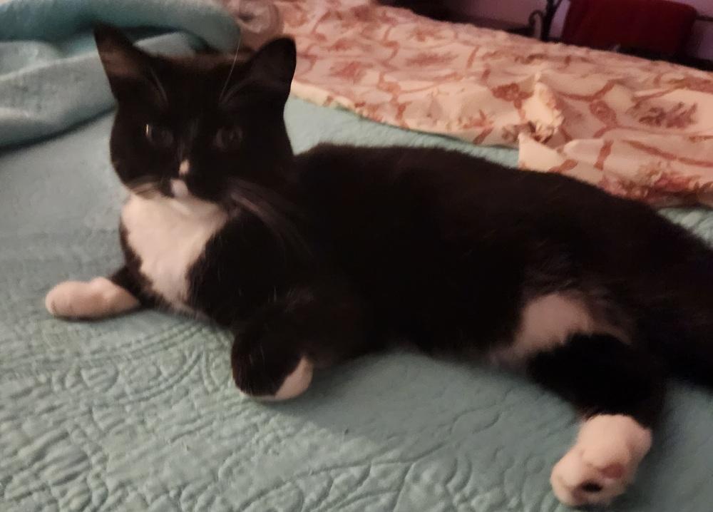 Enlarge Lil Mama, a Adoptable mixed breed in Calimesa, CA image 3/3