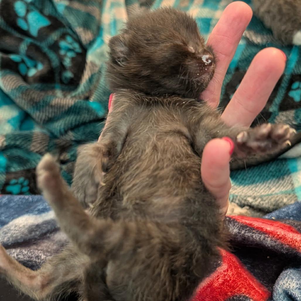 Oakley, Adoptable, Kitten Male Domestic Short Hair.