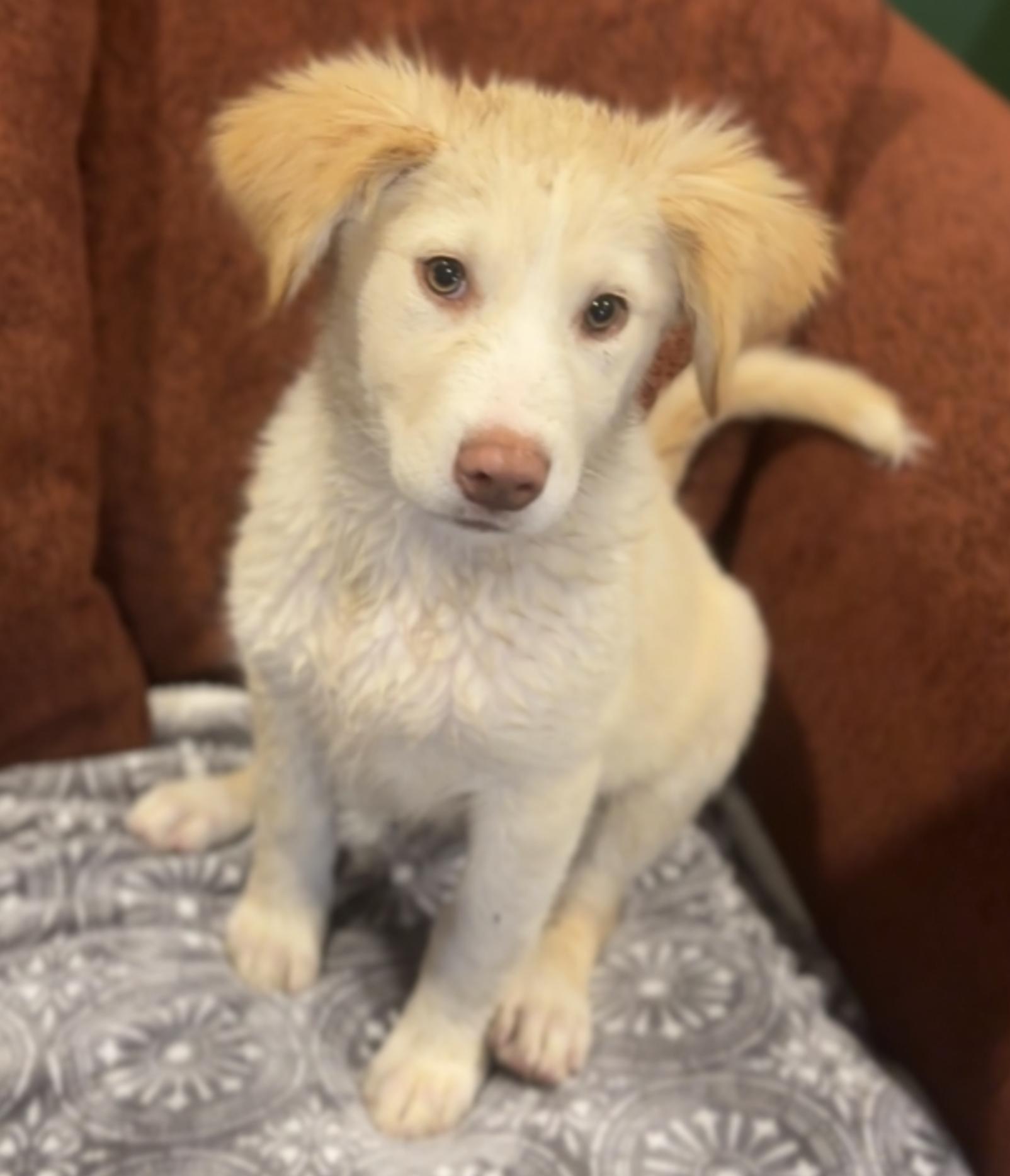 Purslane (Leafy Green litter), adoptable, Puppy Female Siberian Husky & Pit Bull Terrier.