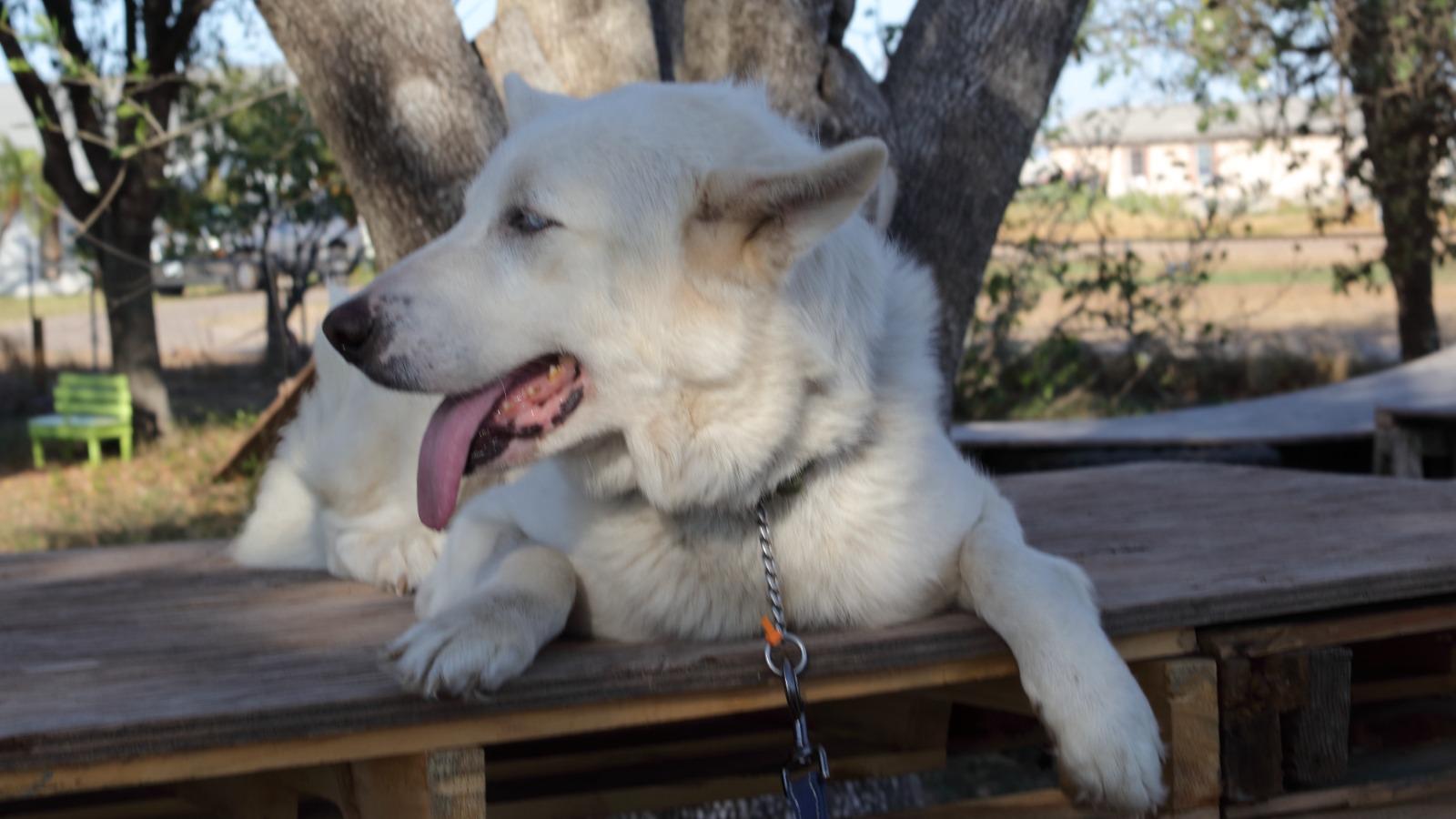 Enlarge Max, an adopted Alaskan Malamute in Falls Church, VA image 2/2