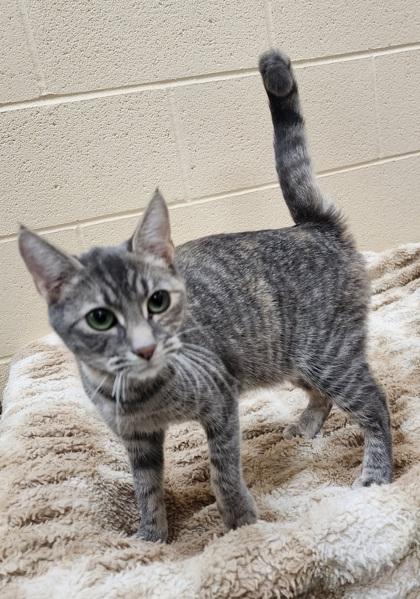 Jade, Adoptable, Adult Female Domestic Short Hair & Domestic Short Hair.