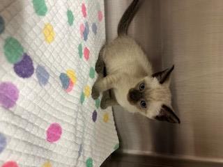 JINX, Adoptable, Kitten Female Domestic Short Hair.