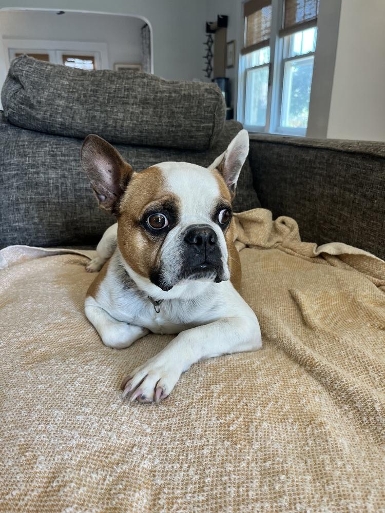 Enlarge Banks, a Adoptable French Bulldog in Jackson, TN image 1/6