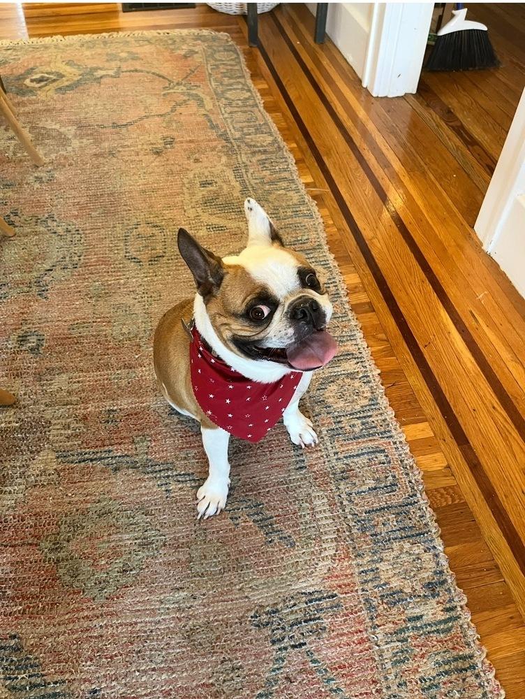 Enlarge Banks, a Adoptable French Bulldog in Jackson, TN image 2/6