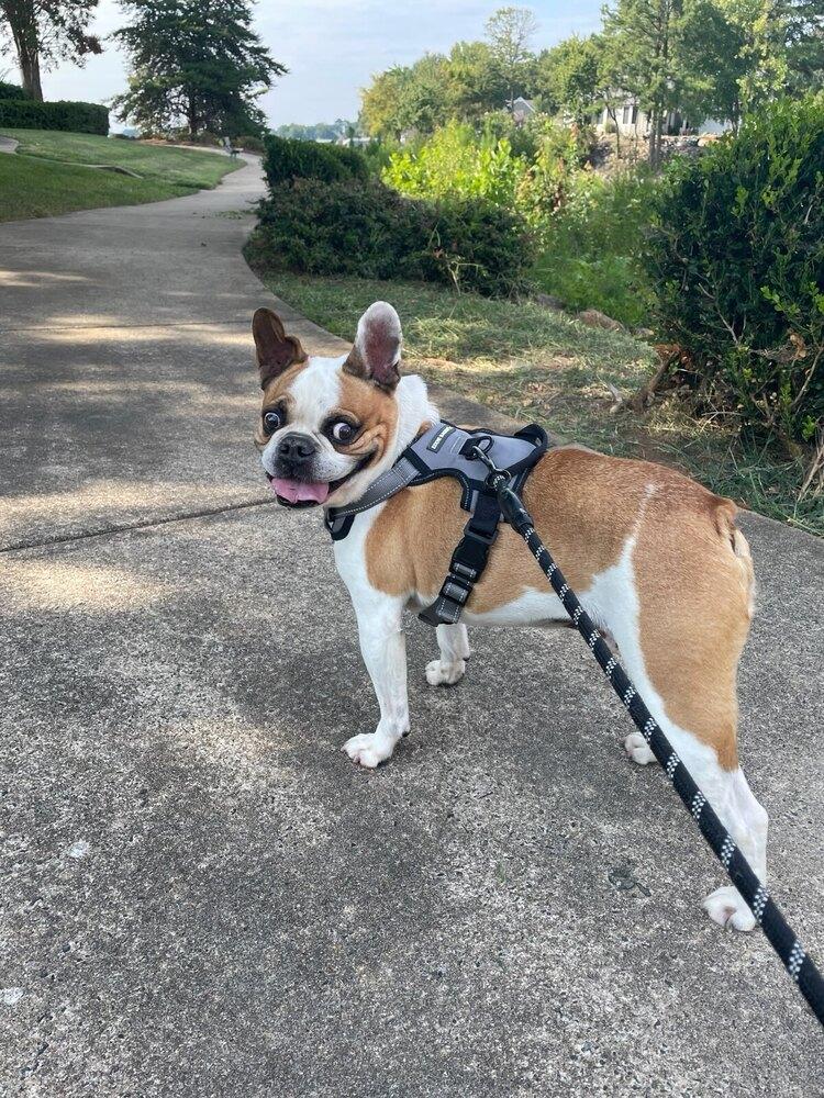 Enlarge Banks, a Adoptable French Bulldog in Jackson, TN image 4/6