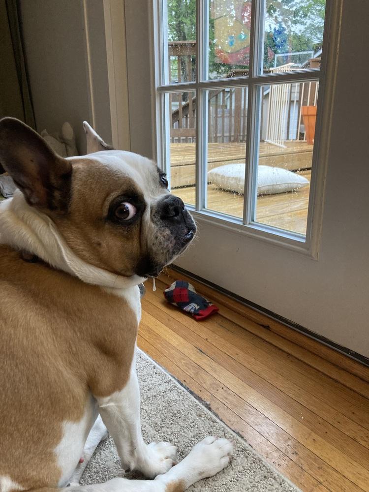 Enlarge Banks, a Adoptable French Bulldog in Jackson, TN image 5/6
