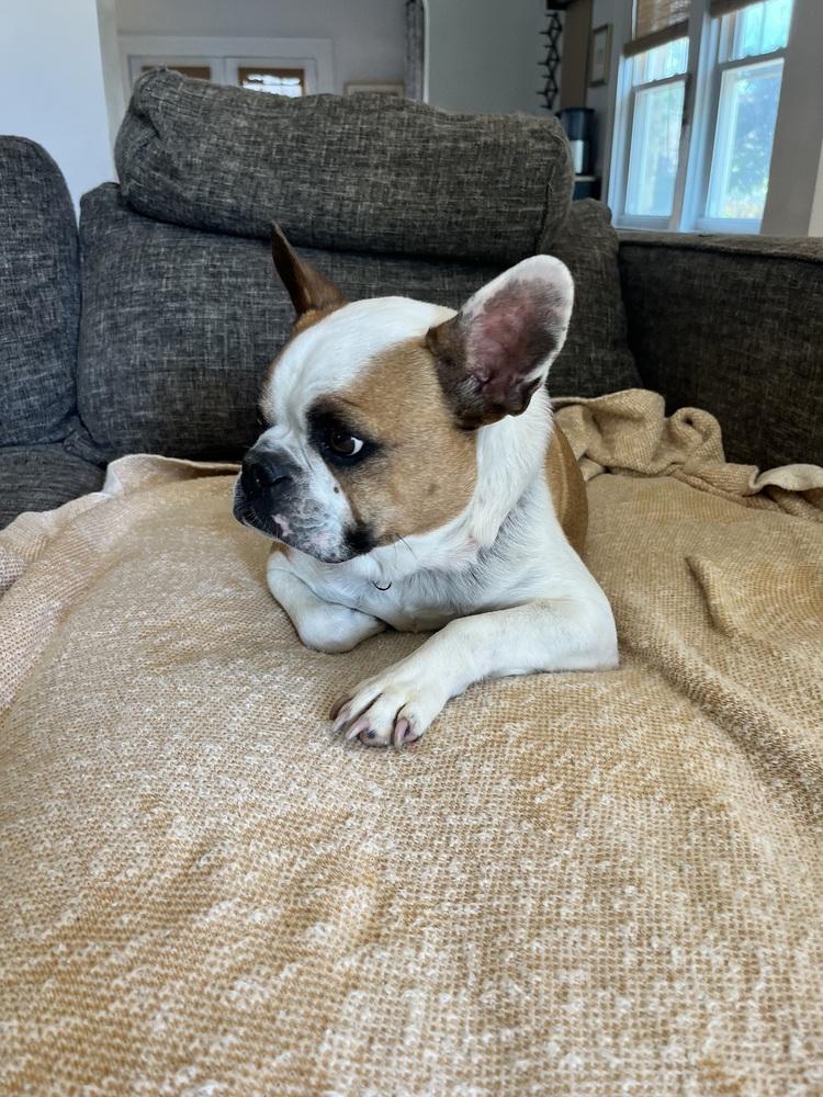 Enlarge Banks, a Adoptable French Bulldog in Jackson, TN image 6/6