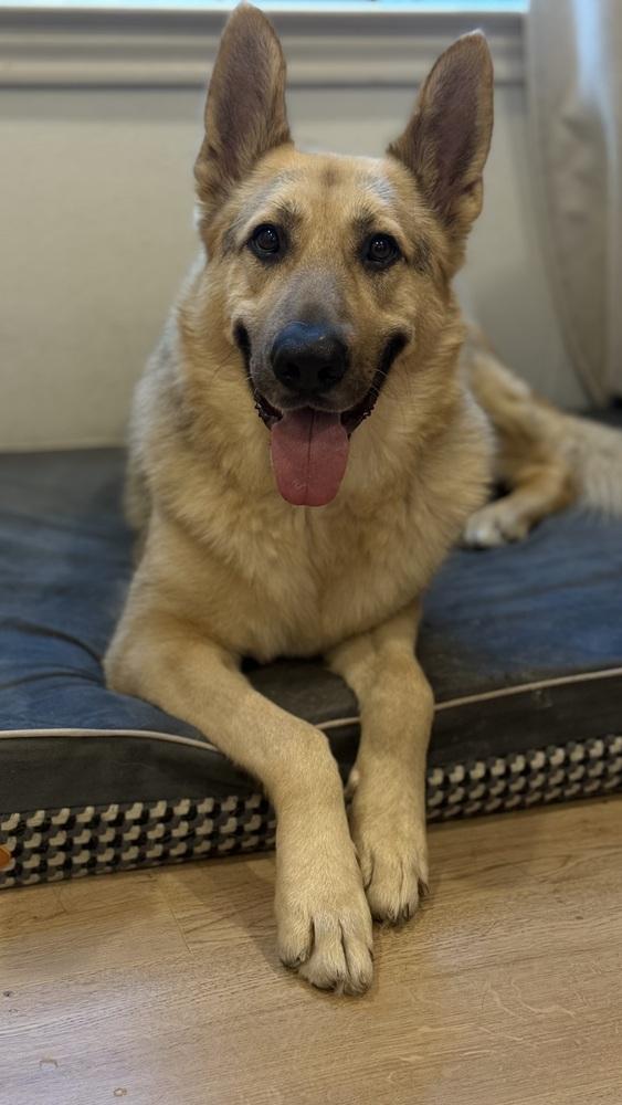 Enlarge Sarge, a Adoptable German Shepherd Dog in Houston, TX image 1/6