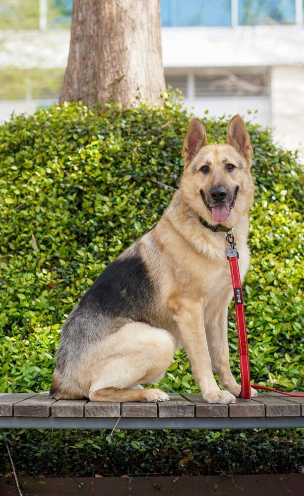 Enlarge Sarge, a Adoptable German Shepherd Dog in Houston, TX image 2/6