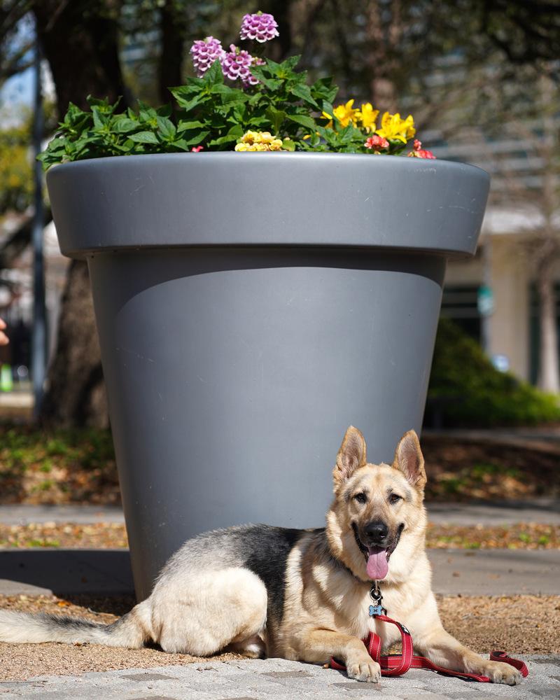 Enlarge Sarge, a Adoptable German Shepherd Dog in Houston, TX image 3/6
