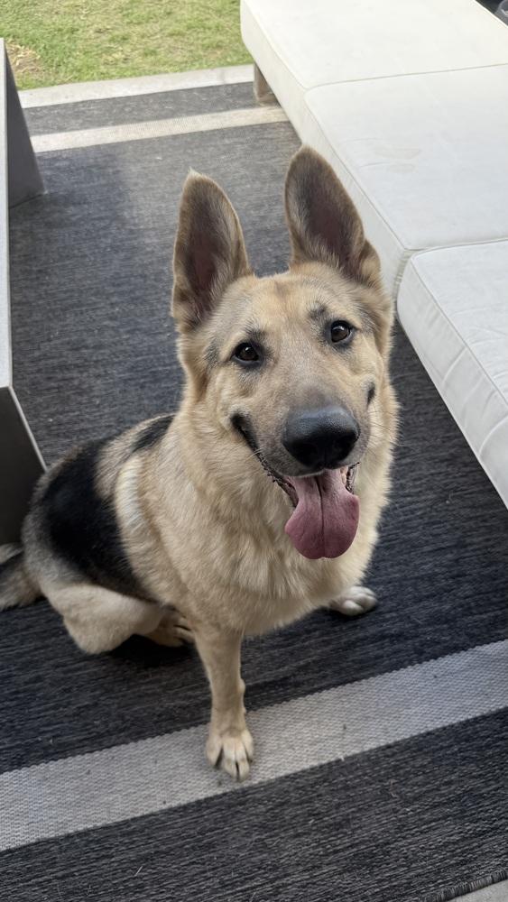 Enlarge Sarge, a Adoptable German Shepherd Dog in Houston, TX image 4/6