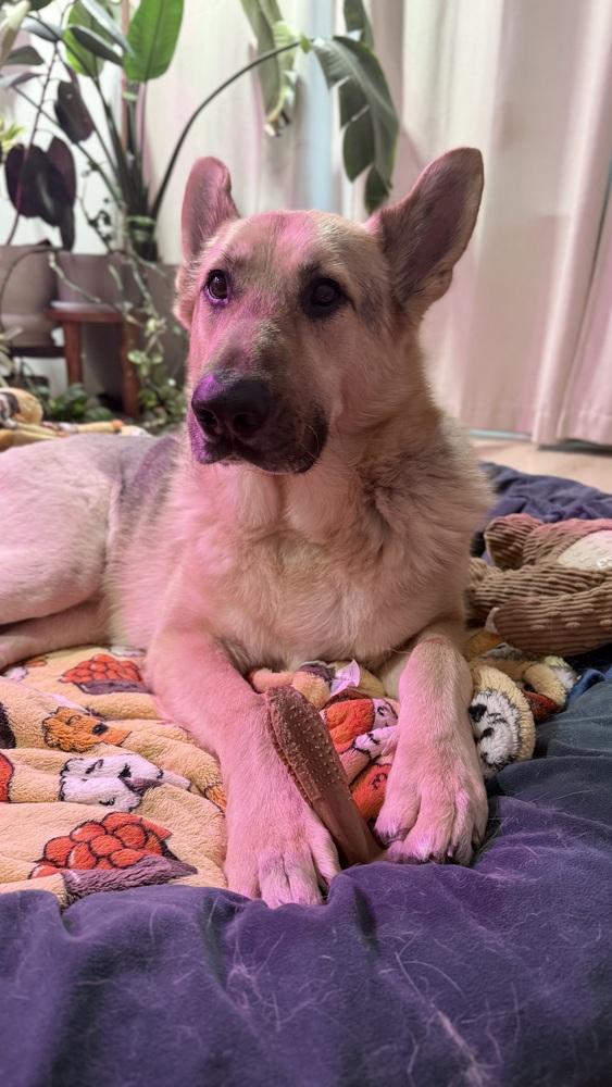 Enlarge Sarge, a Adoptable German Shepherd Dog in Houston, TX image 5/6